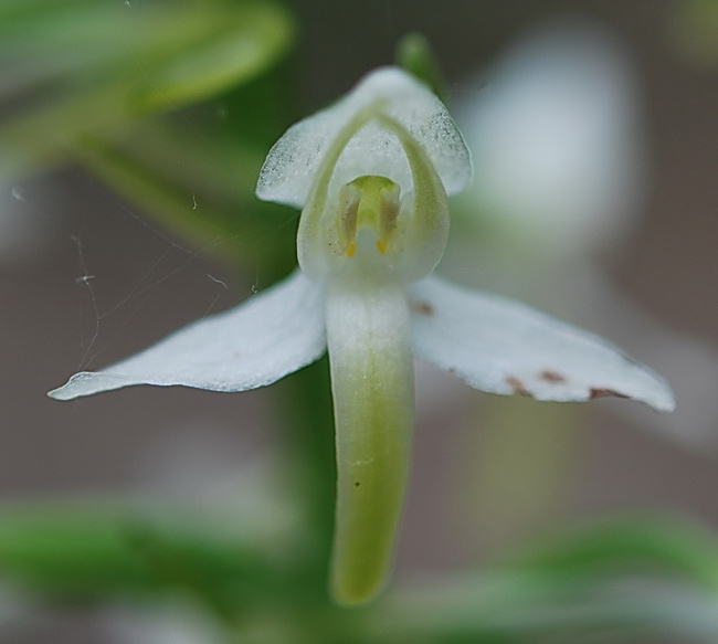 ibrido di Platanthera chlorantha x bifolia?