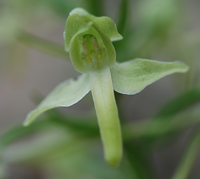 ibrido di Platanthera chlorantha x bifolia?