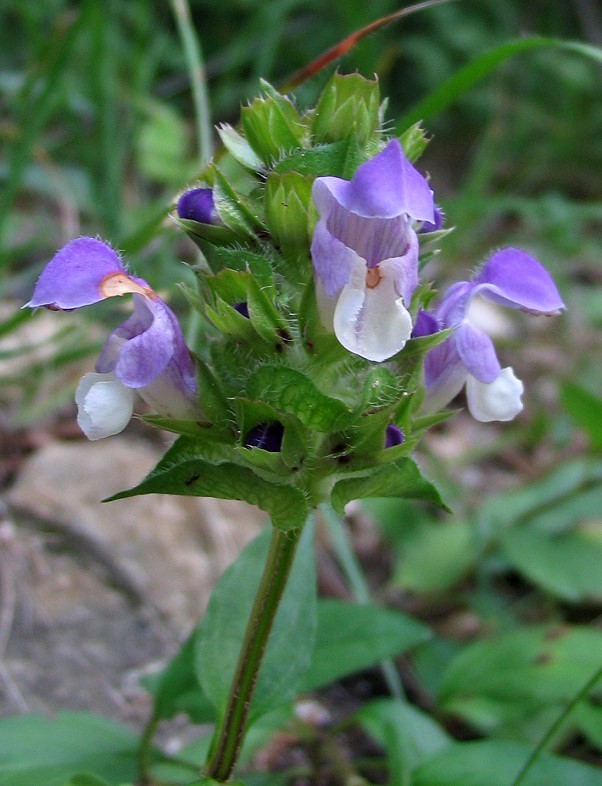 Prunella grandiflora