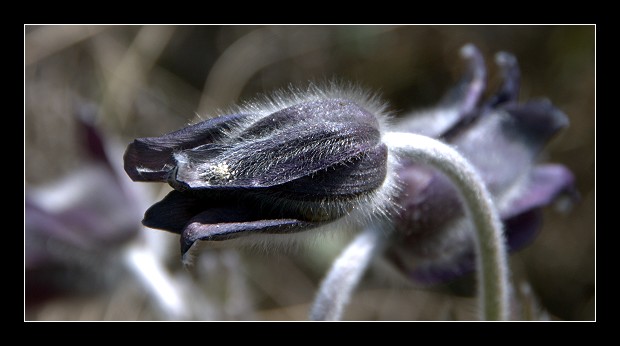 Pulsatilla montana subsp. montana dei Berici