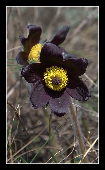 Pulsatilla montana subsp. montana dei Berici