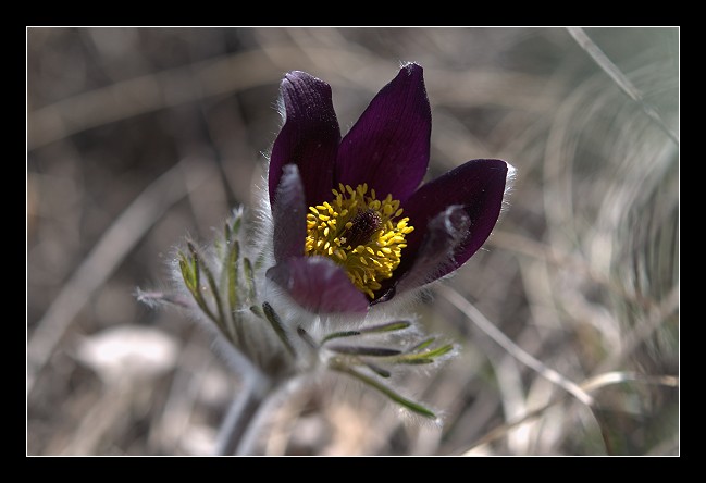 Pulsatilla montana subsp. montana dei Berici