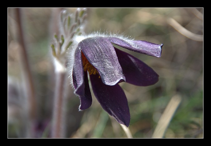 Pulsatilla montana subsp. montana dei Berici