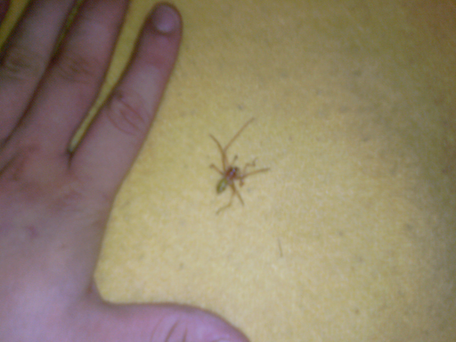 grosso ragno giallo e rosso..(Cheiracenthium sp?).