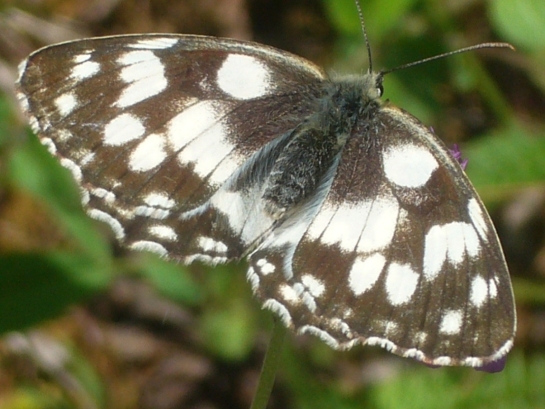 farfalla - Melanargia galathea