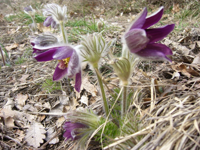 Pulsatilla montana