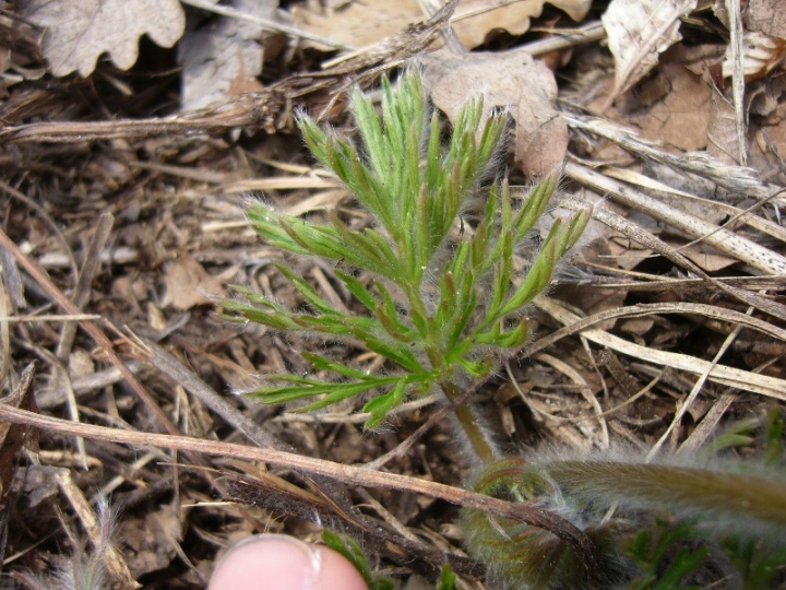 Pulsatilla montana