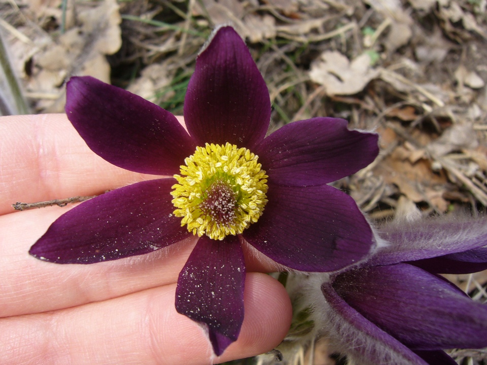 Pulsatilla montana