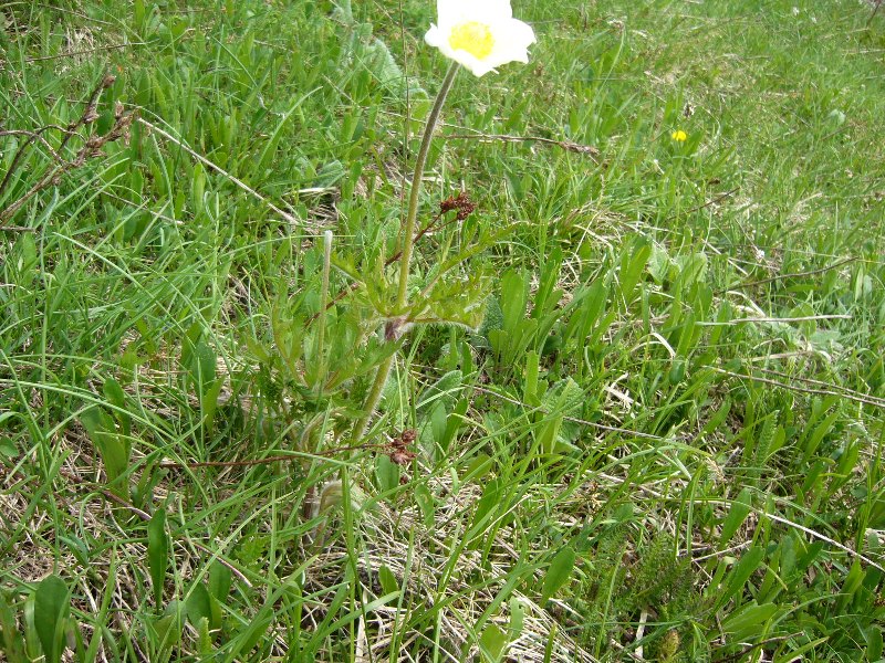 Pulsatilla alpina s.l.