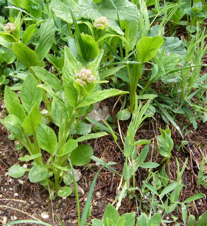 Valeriana montana / Valeriana montana