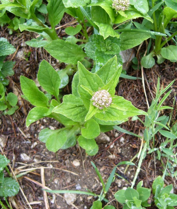 Valeriana montana / Valeriana montana