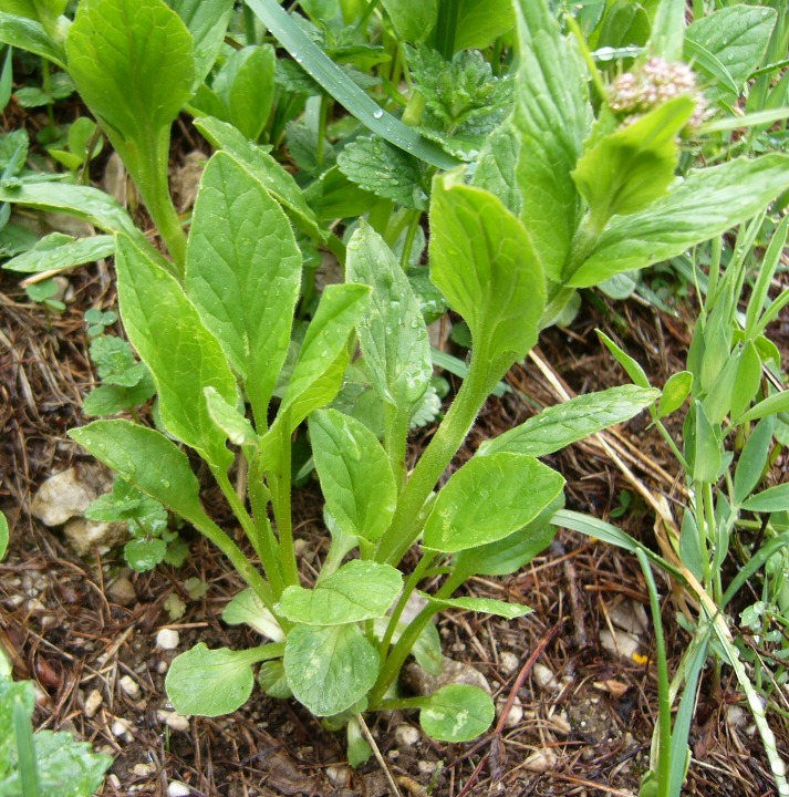 Valeriana montana / Valeriana montana