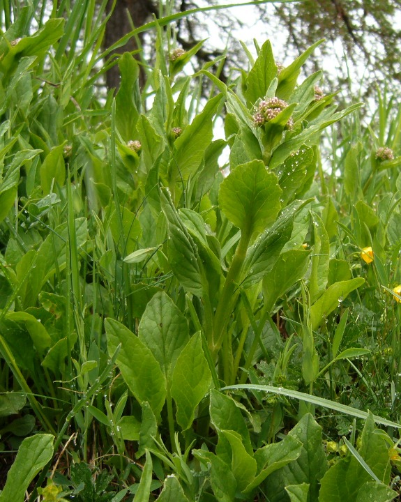 Valeriana montana / Valeriana montana