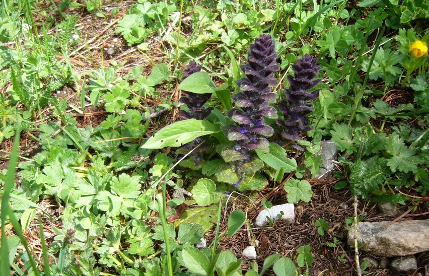 Ajuga piramidalis