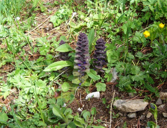 Ajuga piramidalis