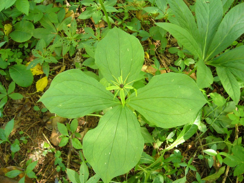 Paris quadrifolia