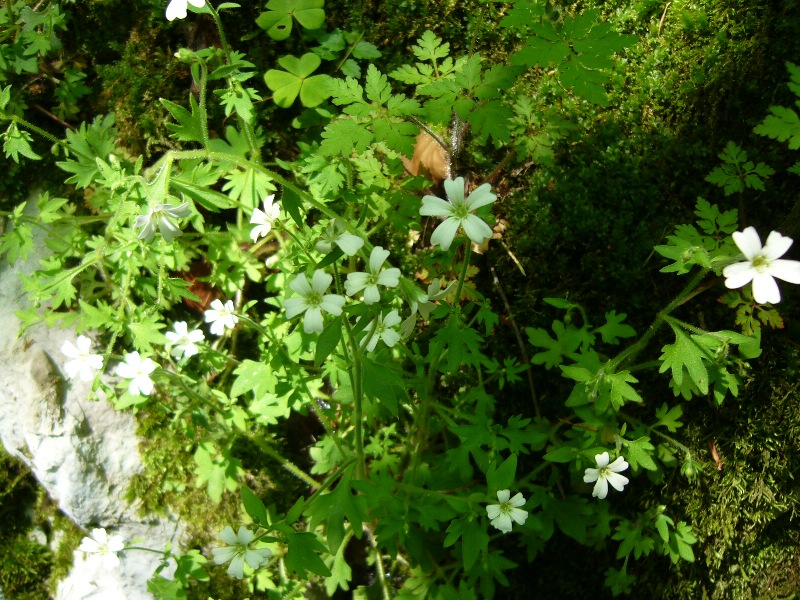 Saxifraga petraea / Sassifraga dei muri