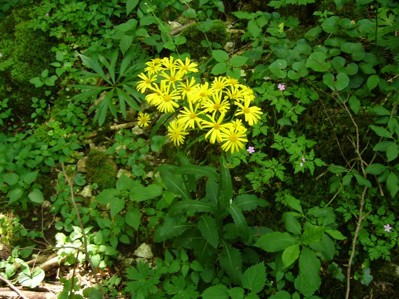 cosa pu essere? - cfr. Senecio sp.