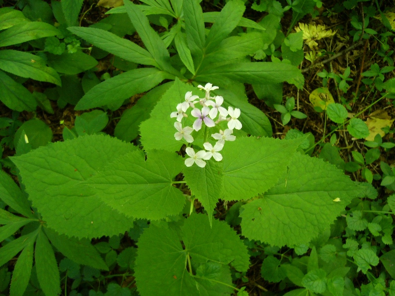 fiore in faggeta - cfr. Alliaria petiolata