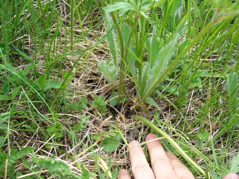 Infruttescenze di Pulsatilla alpina