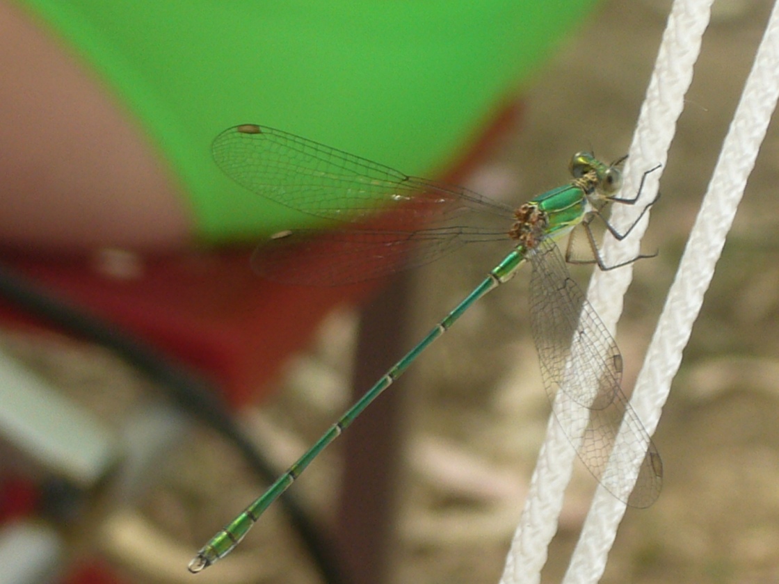 libellula verde