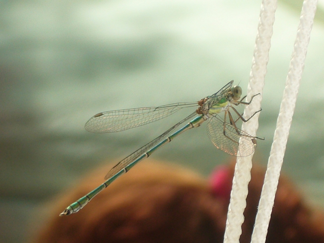 libellula verde