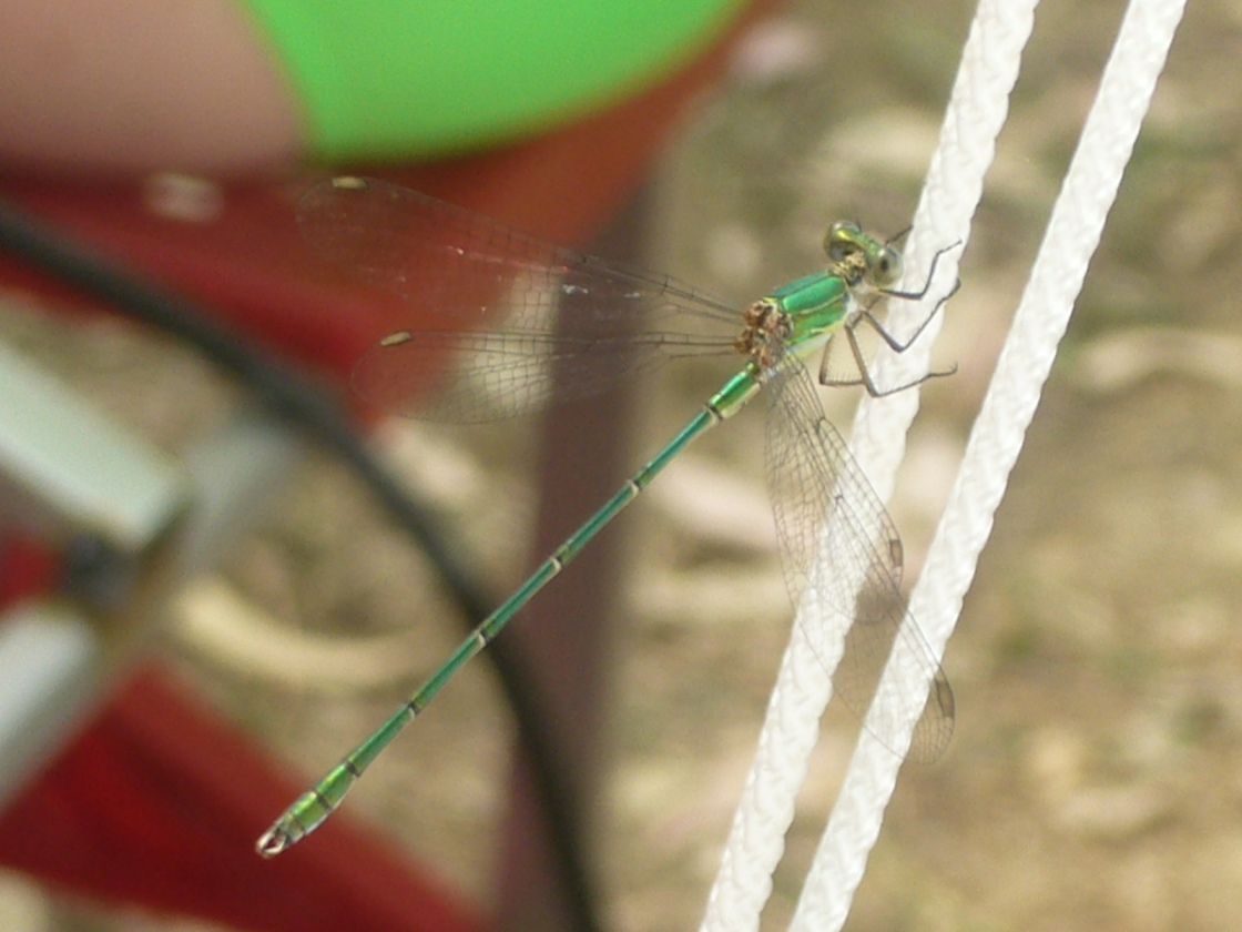 libellula verde