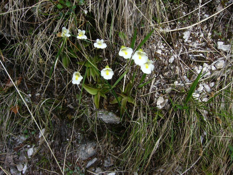 Pinguicola alpina