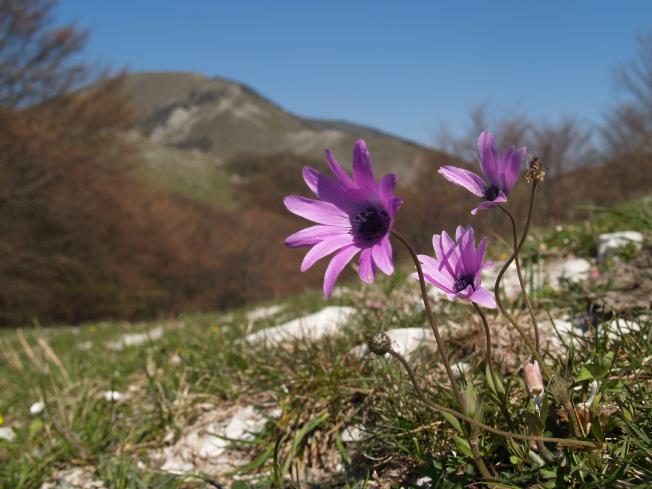 Anemone hortensis / Anemone fior di stella