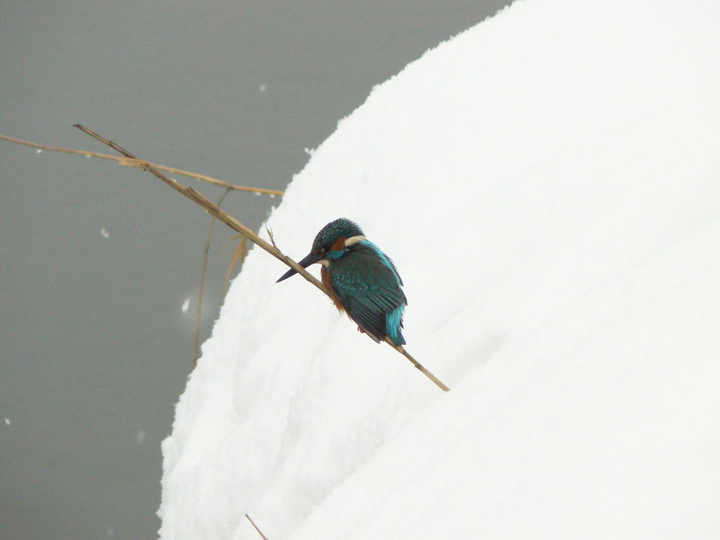 Martin pescatore ( ciumb ) sotto la neve