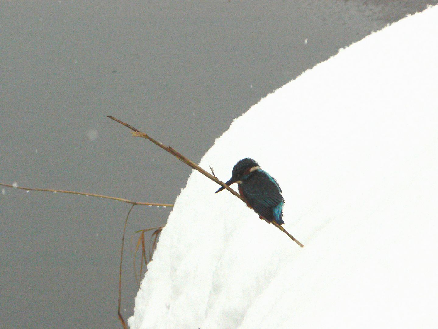 Martin pescatore ( ciumb ) sotto la neve