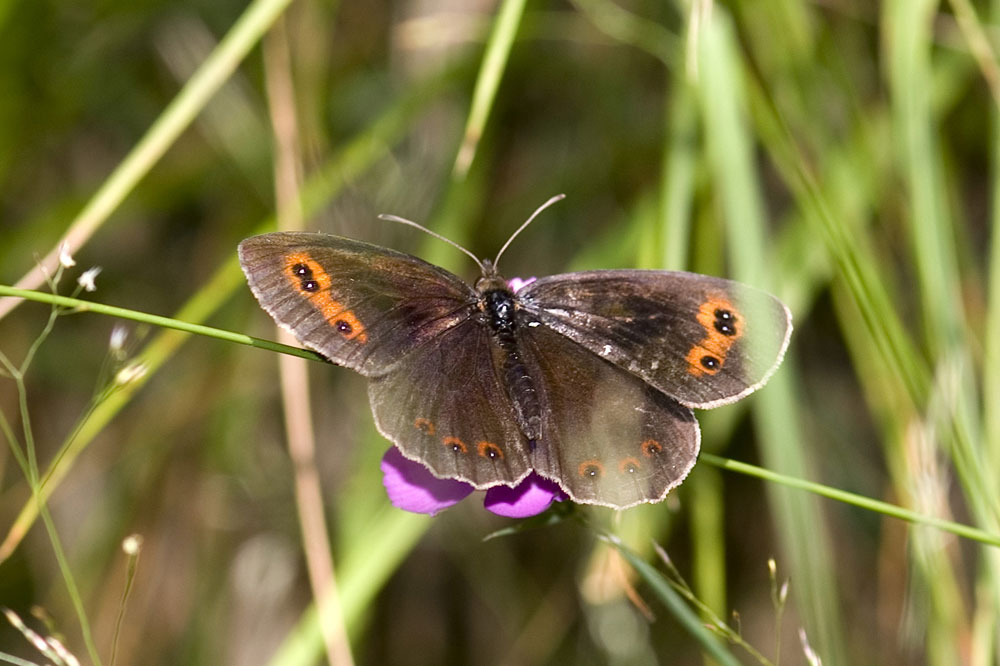 Erebia e basta.