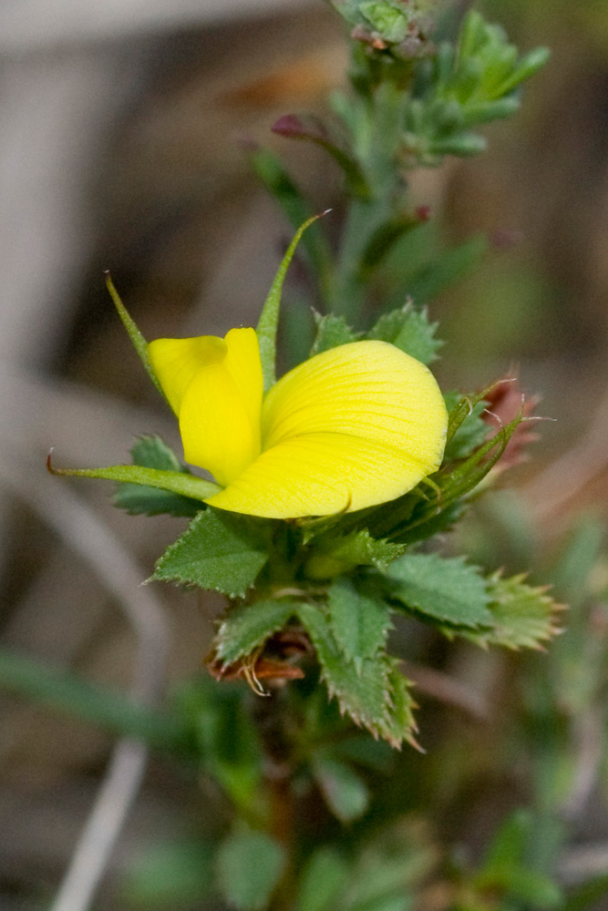 Ononis minutissima / ononide minutissima