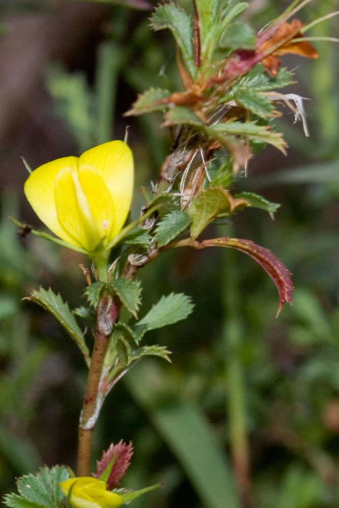 Ononis minutissima / ononide minutissima