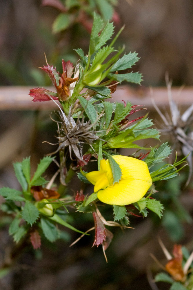 Ononis minutissima / ononide minutissima