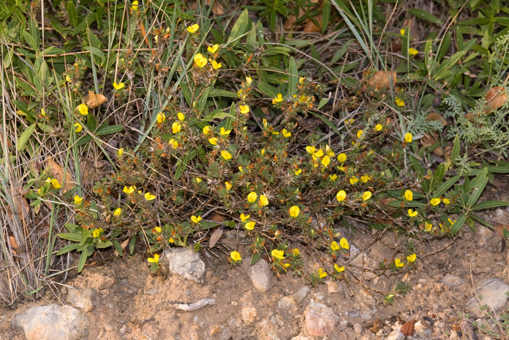 Ononis minutissima / ononide minutissima