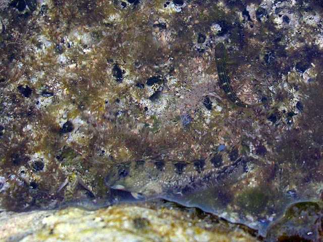 Blennidi vari