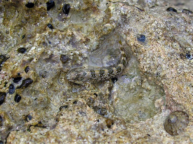 Blennidi vari