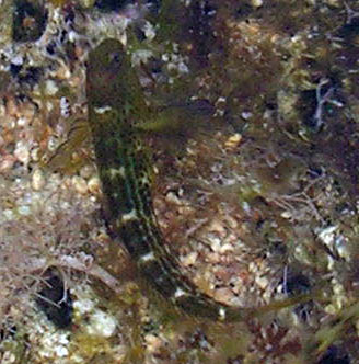 Blennidi vari