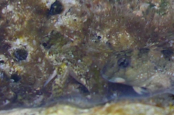 Blennidi vari