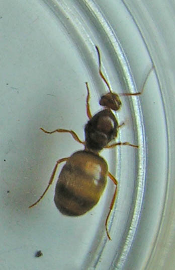 Lasius sp.