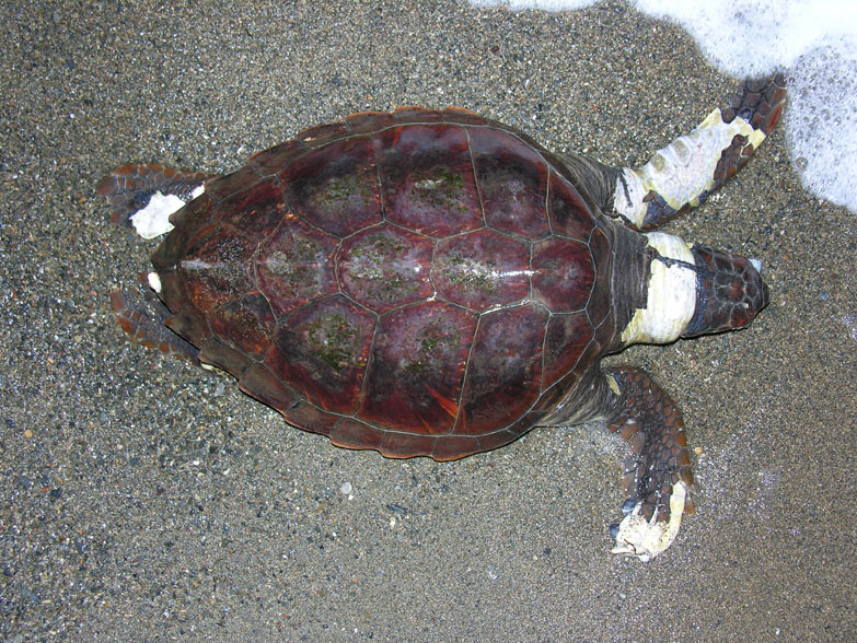 Tartaruga Caretta morta