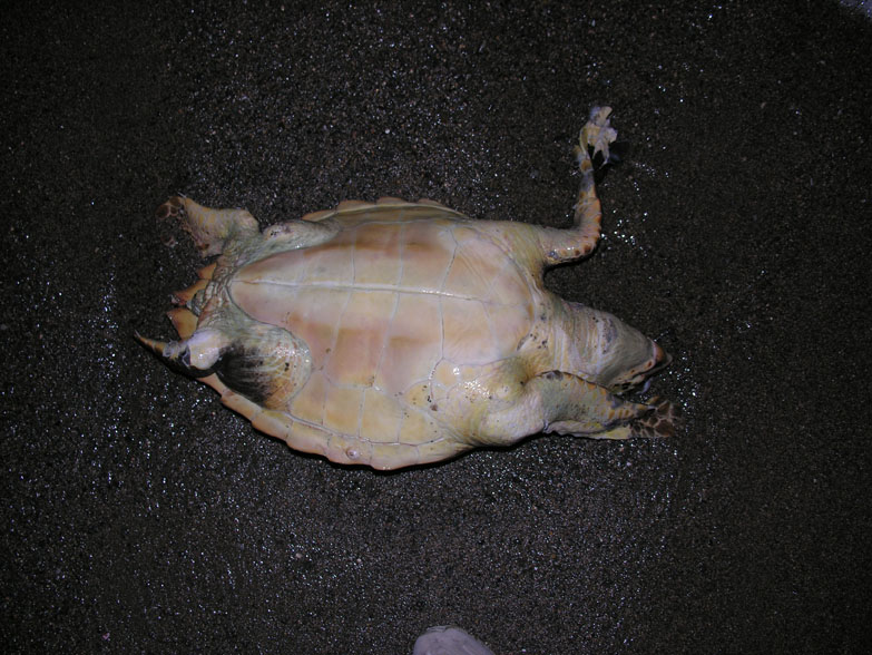 Tartaruga Caretta morta