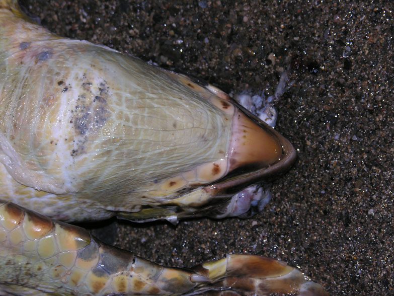 Tartaruga Caretta morta