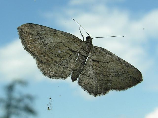 Falena - Horisme sp.- Geometridae