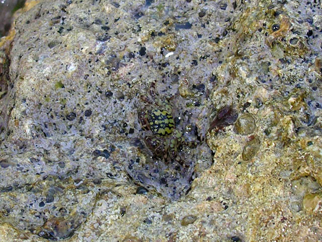 Pachygrapsus sp. da Lampedusa