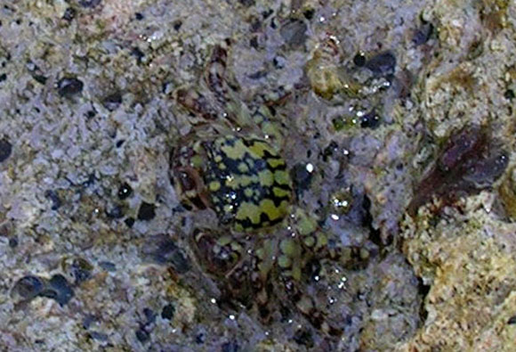 Pachygrapsus sp. da Lampedusa