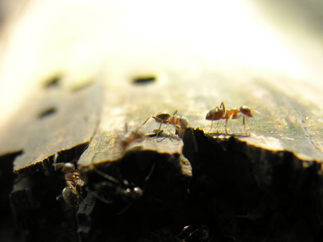 Lasius sp.