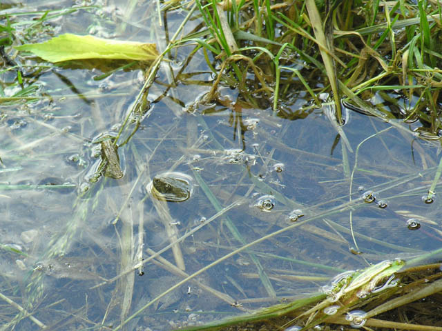 Natrix tessellata?