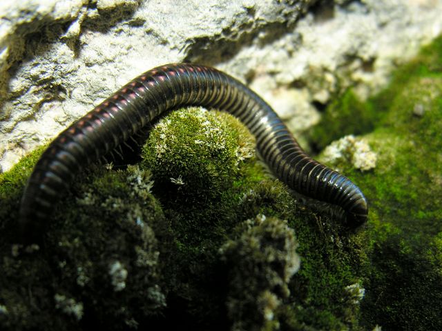 Ommatoiulus sp.